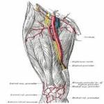 Nervio femoral nervio femoral