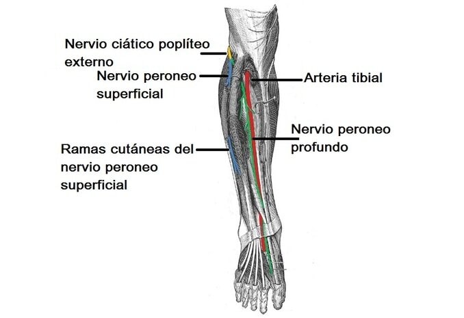 Nervio ciático poplíteo externo