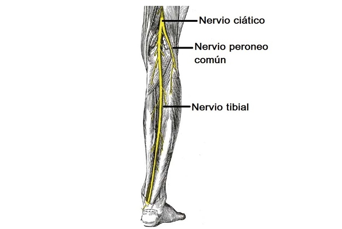 nervio tibial