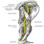 nervio tibial