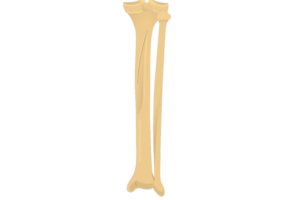 tibia