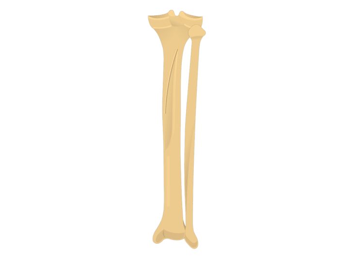tibia