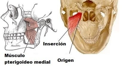 Músculo pterigoideo medial Músculo pterigoideo medial