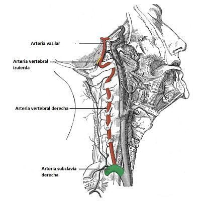 Vértebras cervicales vértebras cervicales