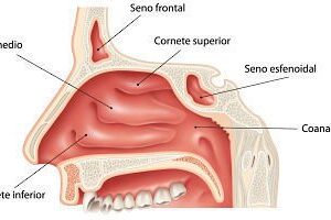cornetes nasales