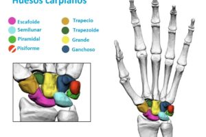 huesos carpianos