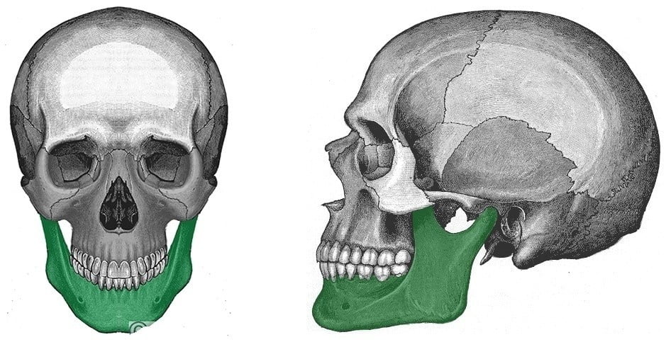 maxilar y mandíbula