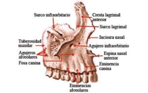 Hueso maxilar superior maxilar superior