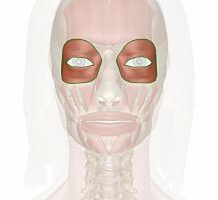 Músculo orbicular de los ojos Músculo orbicular de los ojos