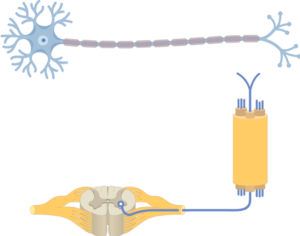 Neuronas multipolares neuronas multipolares