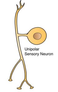 Neuronas unipolares neuronas unipolares