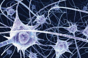 neuronas