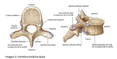 vértebras torácicas