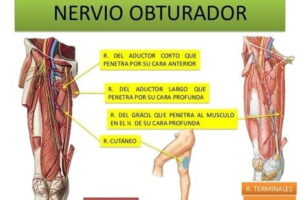 nervio obturador