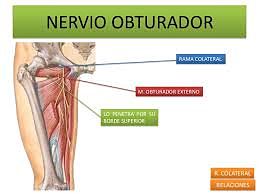 Nervio obturador nervio obturador
