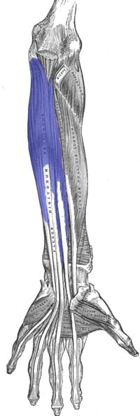 Flexor común profundo de los dedos Flexor común profundo de los dedos