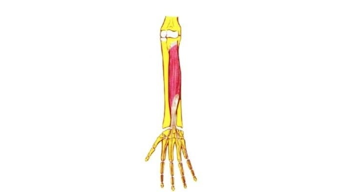 Flexor común profundo de los dedos