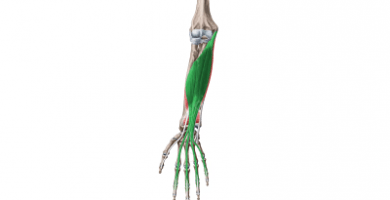 Músculo flexor común superficial de los dedos