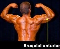 Braquial anterior braquial anterior
