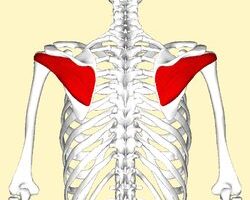 Músculo infraespinoso