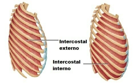 Musculos intercostales internos irrigacion