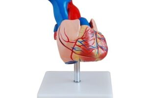 modelos del corazón humano