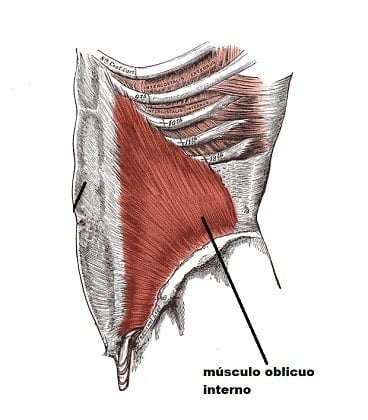 musculo oblicuo menor
