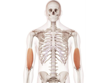 Braquial anterior braquial anterior