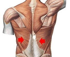 Dorsal ancho (origen, inserción, inervación, funciones)