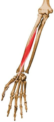 Músculo flexor largo del pulgar