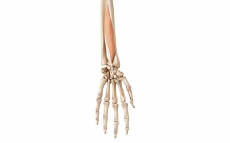 Músculo flexor largo del pulgar