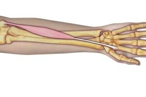 flexor radial del carpo