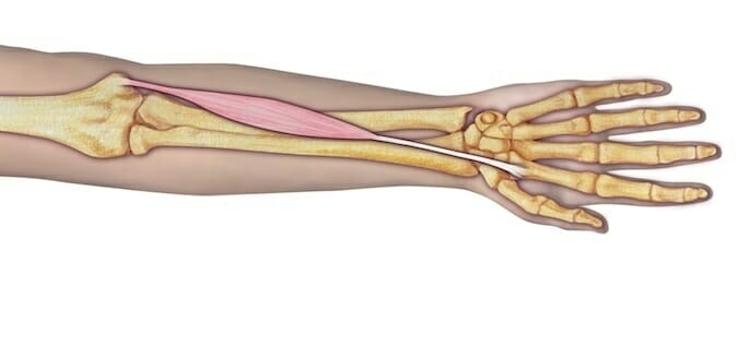 flexor radial del carpo