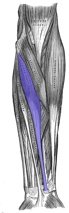 flexor radial del carpo