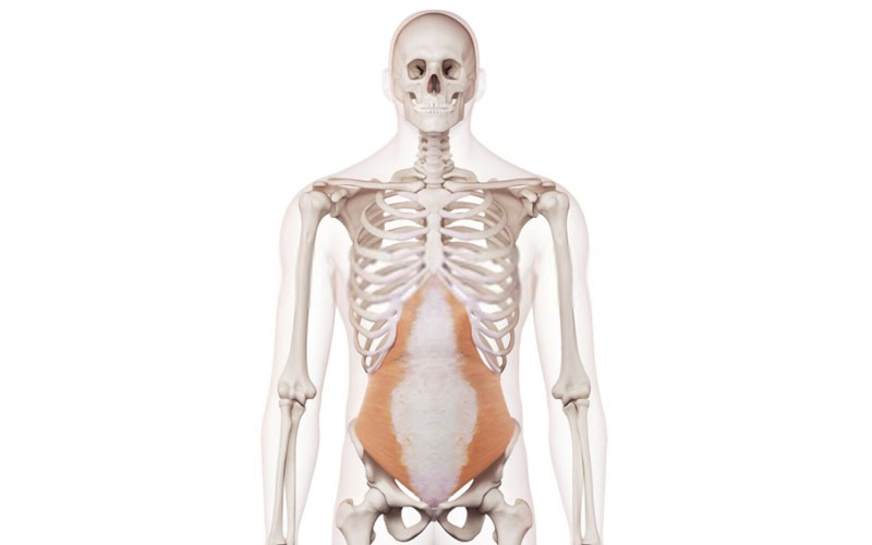 músculo transverso del abdomen