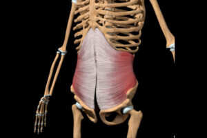músculo transverso del abdomen