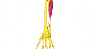 palmar largo