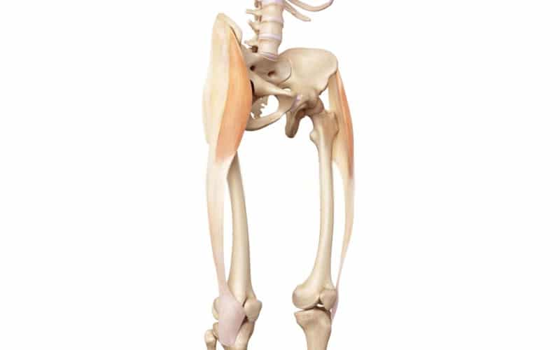 Tensor de la fascia lata tensor de la fascia lata