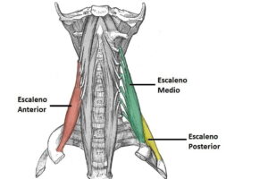 Músculos escalenos