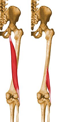 bíceps femoral