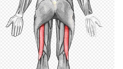 bíceps femoral