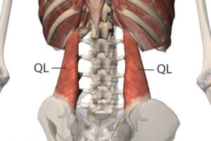 cuadrado lumbar