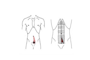 Músculo piramidal del abdomen