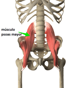 Músculo psoas mayor psoas mayor