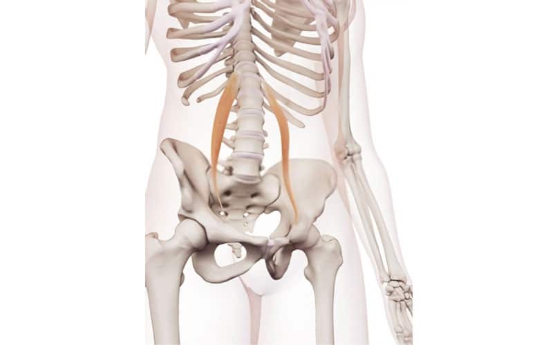 psoas menor