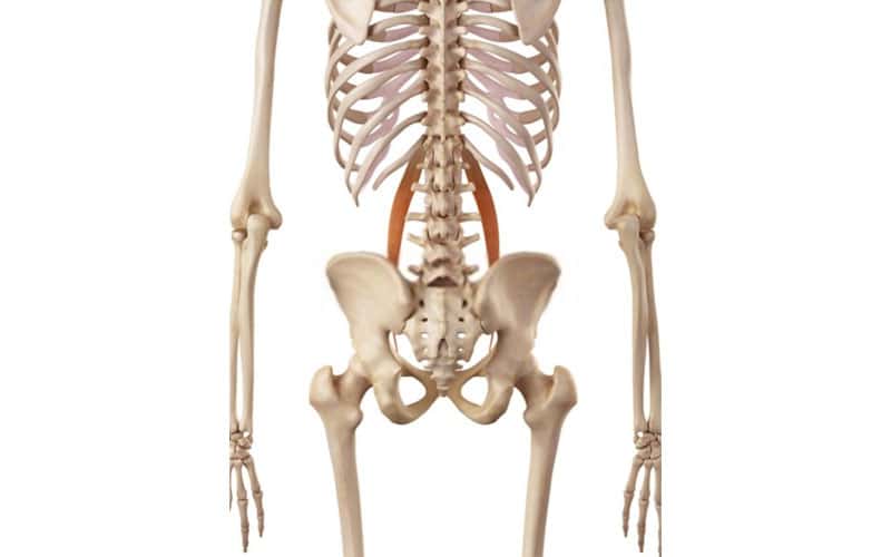 psoas menor