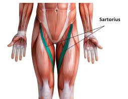sartorio