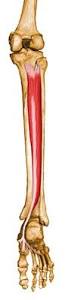 músculo tibial posterior