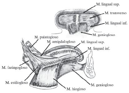 lengua