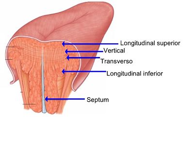 lengua